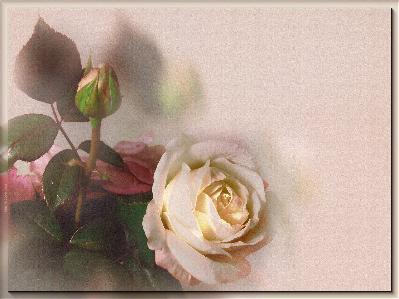 белая-роза.jpg